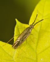 Heterotoma planicornis